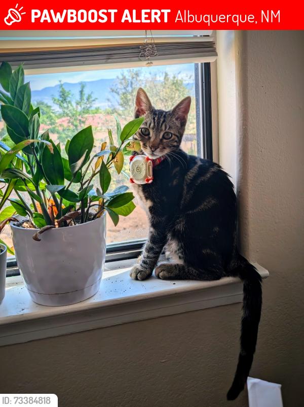 Lost Male Cat last seen Montano, Albuquerque, NM 87120
