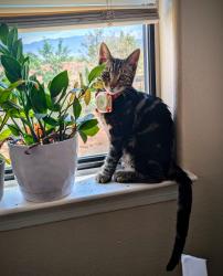 Lost Male Cat last seen Montano, Albuquerque, NM 87120