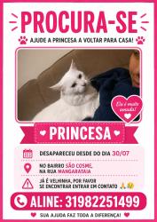 Lost Female Cat last seen Rua Mangarataia sao cosme de baixo, São Cosme de Baixo, MG 33130-080