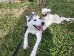 Lost Male Dog last seen Near nw 38th street, Miami, FL 33142