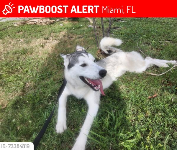 Lost Male Dog last seen Near nw 38th street, Miami, FL 33142
