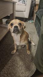 Found/Stray Male Dog last seen Solar Dr & Tomar Dr 78227, San Antonio, TX 78227