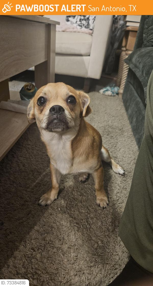 Found/Stray Male Dog last seen Solar Dr & Tomar Dr 78227, San Antonio, TX 78227