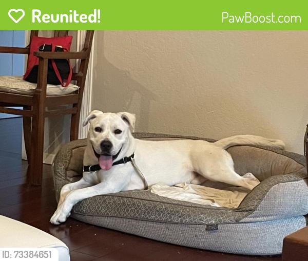 Reunited Male Dog last seen Waverly park, Mountain View, CA 94040