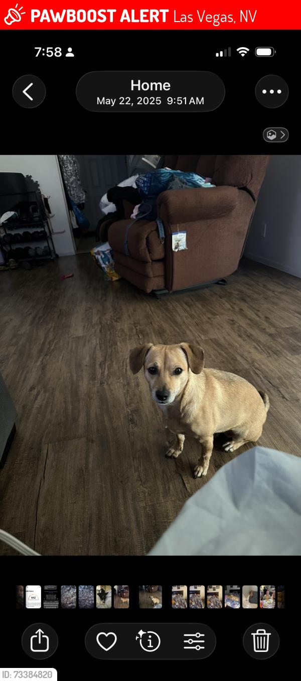 Lost Female Dog last seen Washington and Rock Springs dr., Las Vegas, NV 89128