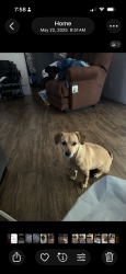 Lost Female Dog last seen Washington and Rock Springs dr., Las Vegas, NV 89128