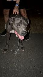 Found/Stray Male Dog last seen Glade st, Nashville, TN 37207