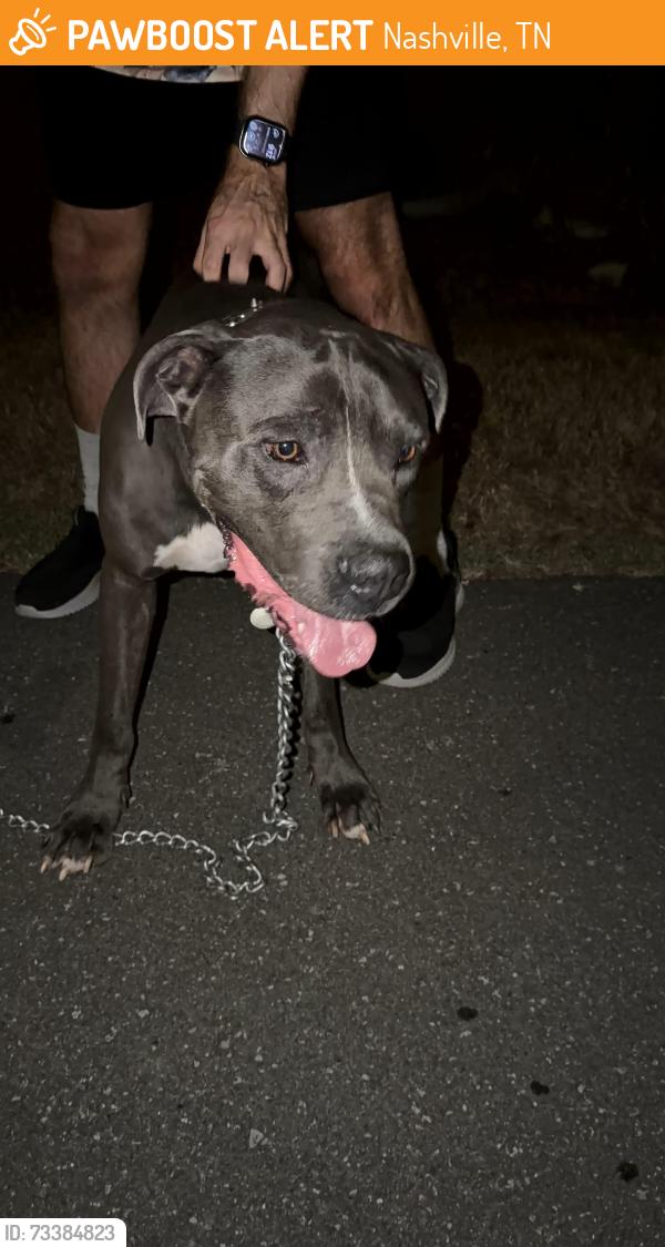 Found/Stray Male Dog last seen Glade st, Nashville, TN 37207