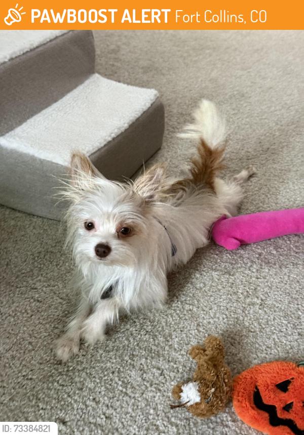 Found/Stray Male Dog last seen Drake and college, Fort Collins, CO 80525