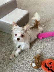Found/Stray Male Dog last seen Drake and college, Fort Collins, CO 80525