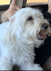 Lost Male Dog last seen Galaxie and Collins, Garland, TX 75044