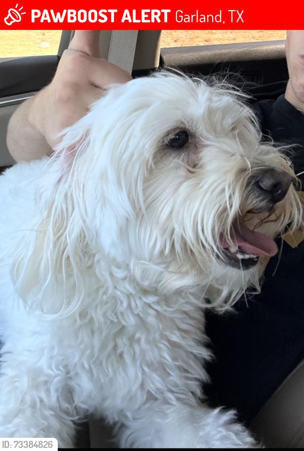 Lost Male Dog last seen Galaxie and Collins, Garland, TX 75044
