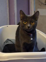 Reunited Female Cat last seen Valley View, Walker, 91 FWY, Buena Park, CA 90620