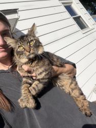 Found/Stray Male Cat last seen corner of south and maple heights blvd, Maple Heights, OH 44137