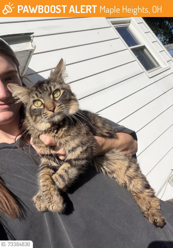 Found/Stray Male Cat last seen corner of south and maple heights blvd, Maple Heights, OH 44137