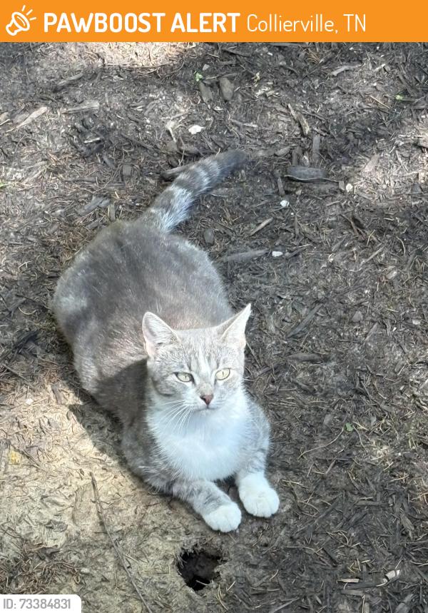 Found/Stray Unknown Cat last seen Close to the Methodist Church, Collierville, TN 38017