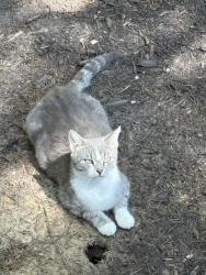Found/Stray Unknown Cat last seen Close to the Methodist Church, Collierville, TN 38017