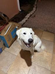 Found/Stray Female Dog last seen O’Brien and Coralwood, Groveland, FL 34737