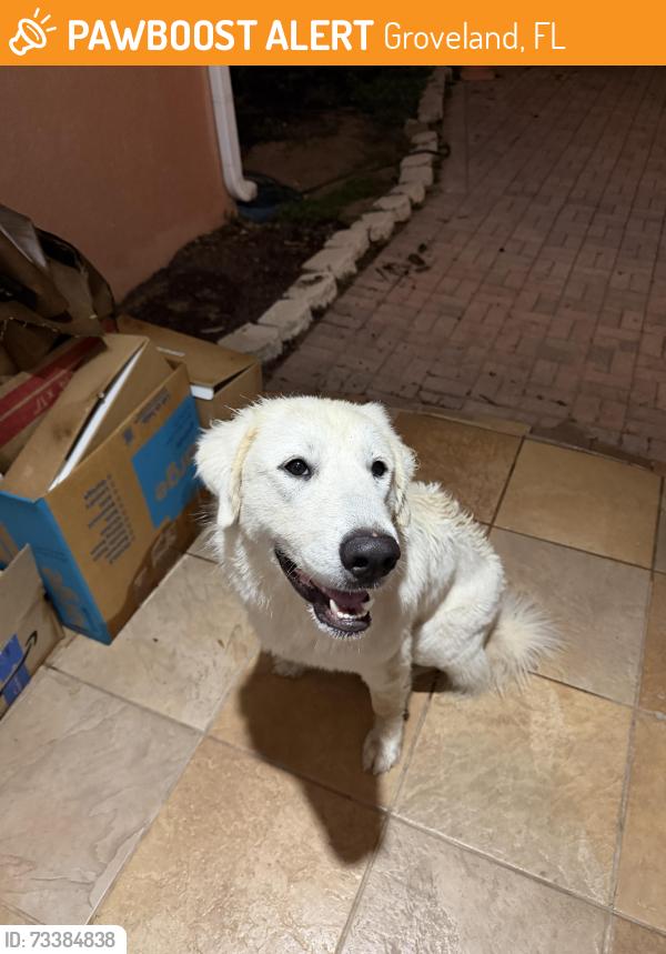 Found/Stray Female Dog last seen O’Brien and Coralwood, Groveland, FL 34737