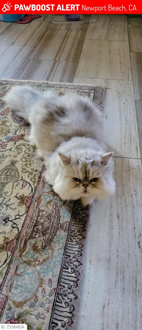 Lost Male Cat last seen Tesoro Community in Newport Coast, Newport Beach, CA 92657