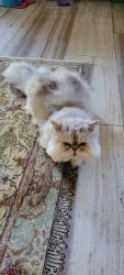 Lost Male Cat last seen Tesoro Community in Newport Coast, Newport Beach, CA 92657
