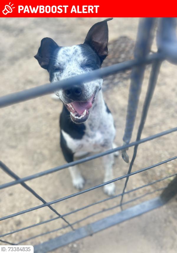 Lost Male Dog last seen Lively water tower, Kaufman County, TX 75143