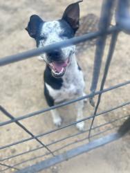 Lost Male Dog last seen Lively water tower, Kaufman County, TX 75143