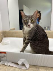 Lost Female Cat last seen County Line Rd / SR 70, Myakka City, FL 34251