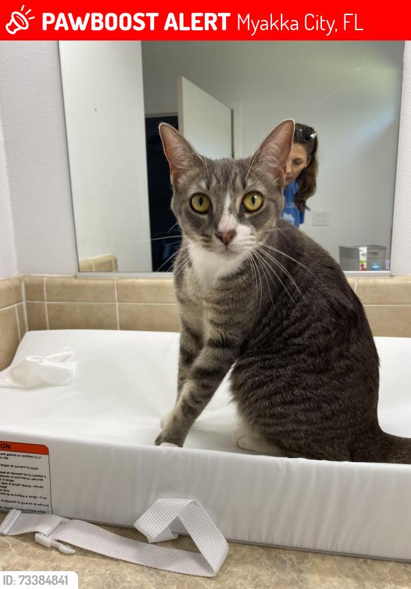 Lost Female Cat last seen County Line Rd / SR 70, Myakka City, FL 34251