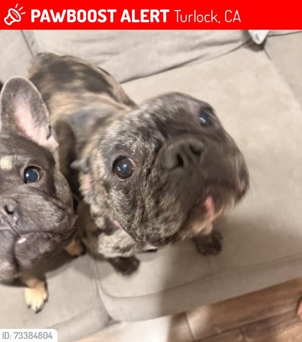 Lost Female Dog last seen Villa Woods and 5th St., Turlock, Turlock, CA 95380