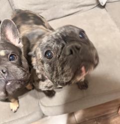 Lost Female Dog last seen Villa Woods and 5th St., Turlock, Turlock, CA 95380
