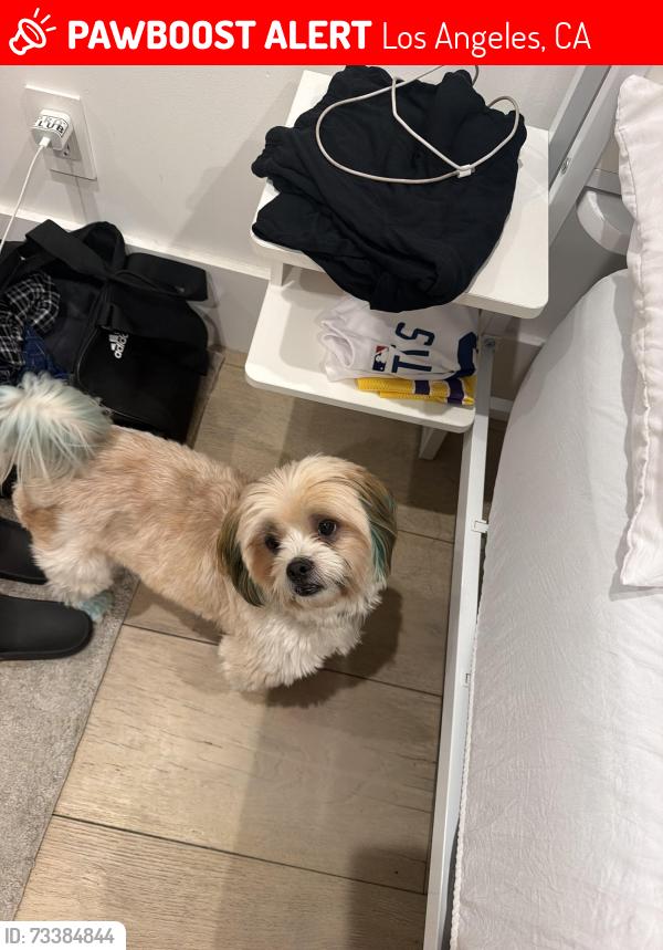Lost Male Dog last seen Morrison St. & Haskell Ave, Los Angeles, CA 91403