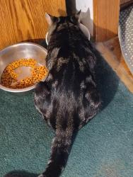 Found/Stray Male Cat last seen Aiken State Park Rd/ oak ridge club rd, Windsor, SC 29856
