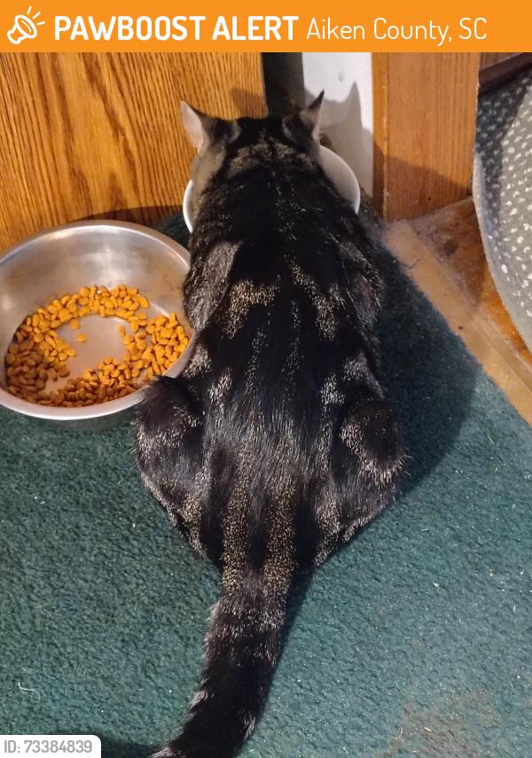 Found/Stray Male Cat last seen Aiken State Park Rd/ oak ridge club rd, Windsor, SC 29856