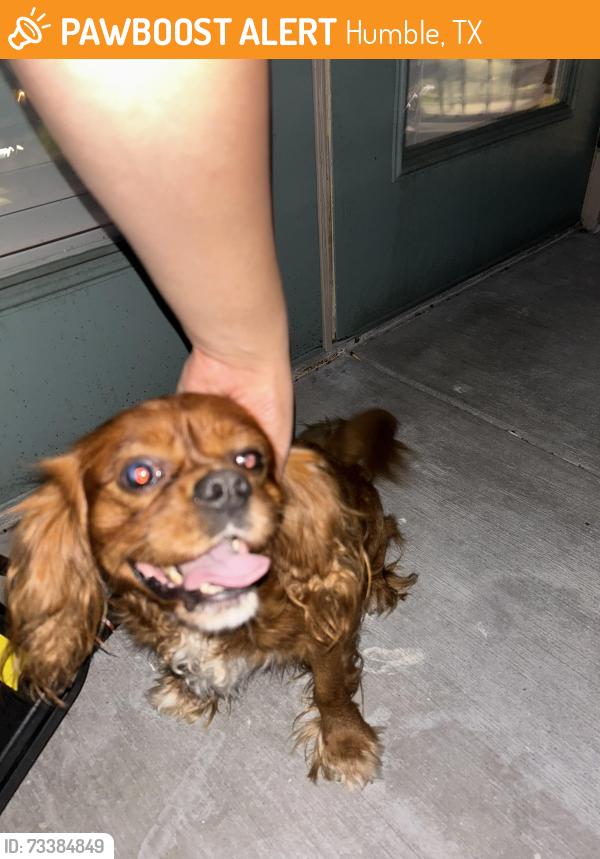 Found/Stray Male Dog last seen the fenwick apmt complex, Humble, TX 77396
