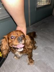Found/Stray Male Dog last seen the fenwick apmt complex, Humble, TX 77396