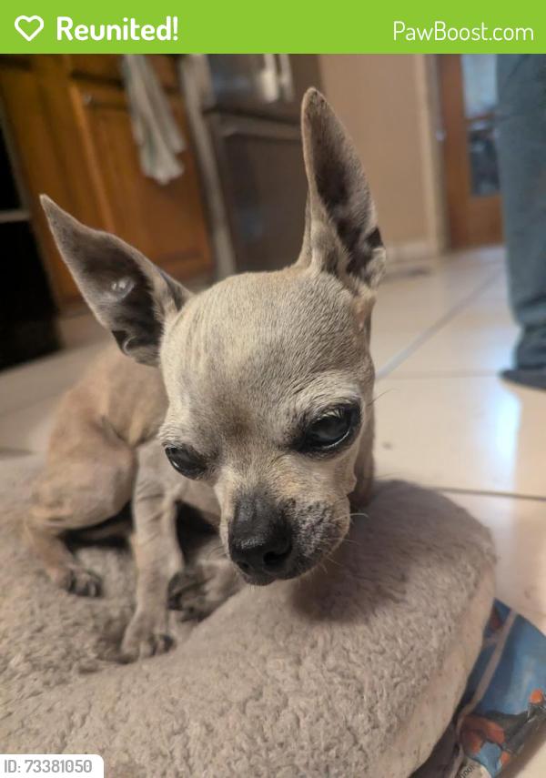 Reunited Unknown Dog last seen Wardlow and walnut, Long Beach, CA 90807