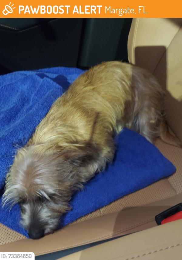 Found/Stray Male Dog last seen Banks road and 26th near liberty elementary, Margate, FL 33063