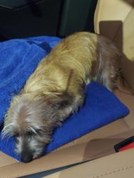 Found/Stray Male Dog last seen Banks road and 26th near liberty elementary, Margate, FL 33063