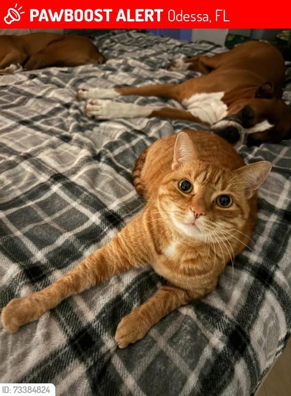 Lost Male Cat last seen Wellesly Ct & Indian Queen Dr, Farmington Village Subdivision, Odessa, FL 33556