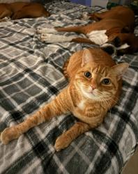 Lost Male Cat last seen Wellesly Ct & Indian Queen Dr, Farmington Village Subdivision, Odessa, FL 33556