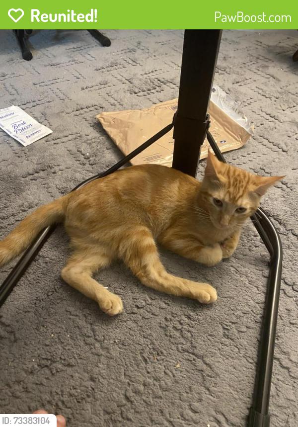 Reunited Male Cat last seen on Foster just off Willow, Tomball, TX 77375