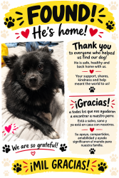 Reunited Male Dog last seen Kellogg Park, Elizabeth, NJ 07201
