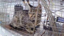 Shelter Stray Male Cat last seen CHARLOTTE, 8315 Byrum Dr, Charlotte, NC 28217, USA