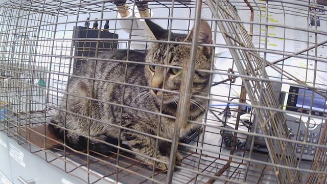 Shelter Stray Male Cat last seen CHARLOTTE, 8315 Byrum Dr, Charlotte, NC 28217, USA