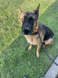 Shelter Stray Male Dog last seen Near BLK W. WILLOW ST. LONG BEACH CA 90806, 7700 E Spring St, Long Beach, CA 90815, USA