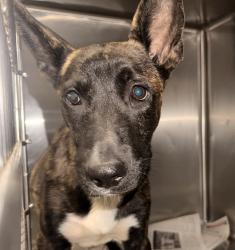 Shelter Stray Male Dog last seen , 14409 Vanowen St, Van Nuys, CA 91405, USA