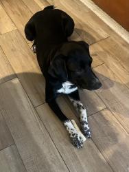 Reunited Male Dog last seen Quebrada circle, Carlsbad, CA 92009