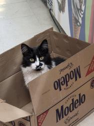 Lost Male Cat last seen Maple grove, Port Angeles, WA 98363