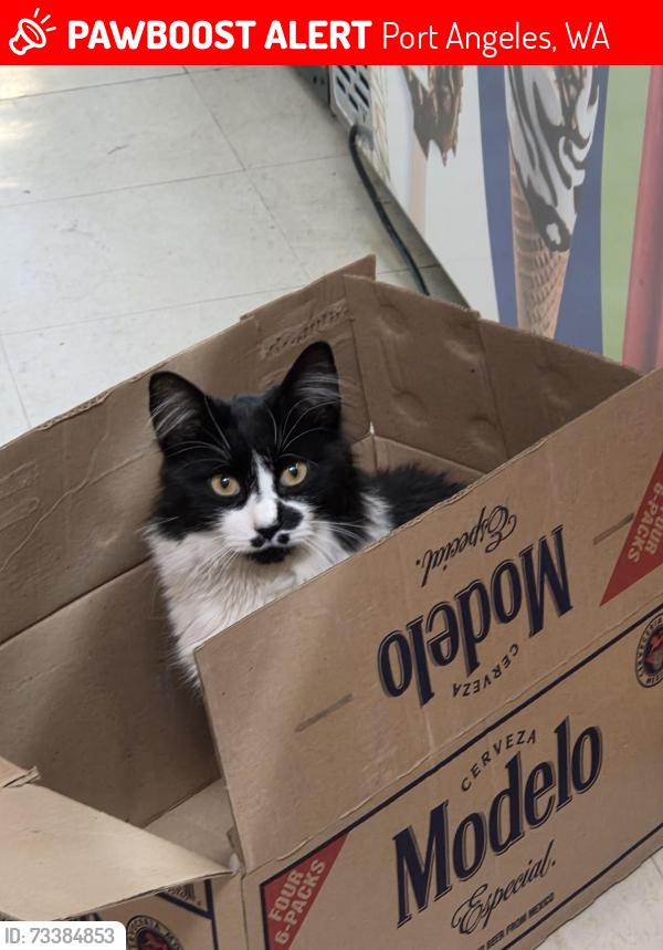Lost Male Cat last seen Maple grove, Port Angeles, WA 98363